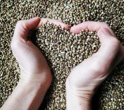 Hemp seed 3kg