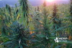 Warum CBD-Öl aus Hanf aus kontrolliert biologischem Anbau wählen?