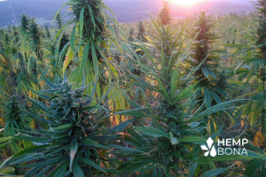 Proč si vybrat CBD olej z konopí pěstovaného v certifikovaném ekologickém zemědělství?