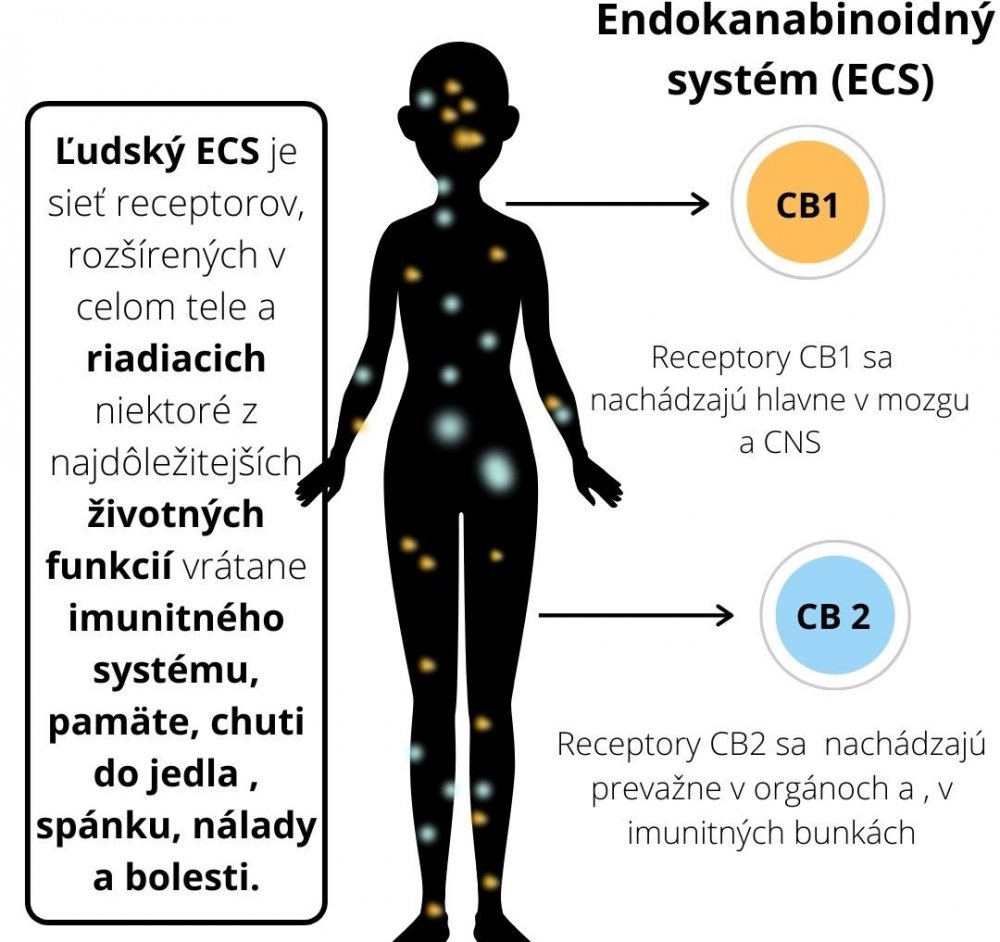 endokanabinoidný systém, cbd